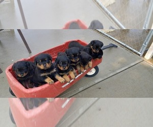 Rottweiler Puppy for sale in CORBIN, KY, USA