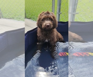 Newfypoo Puppy for sale in BUSHNELL, FL, USA