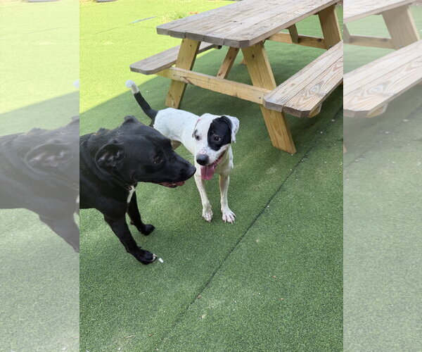 Medium Photo #8 Labrador Retriever-Unknown Mix Puppy For Sale in The Woodlands, TX, USA