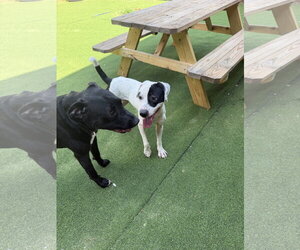 Ruthie - Female Labrador Retriever-Unknown Mix Dog for Adoption - Photo #8
