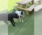 Small #7 Labrador Retriever Mix