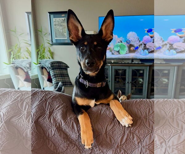 Medium Photo #26 German Shepherd Dog Puppy For Sale in Seattle, WA, USA