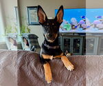 Small #25 German Shepherd Dog