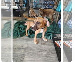 Small Bullboxer Pit