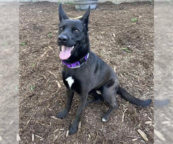 Medium Photo #1 Shollie Puppy For Sale in Denver, CO, USA