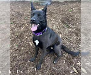 Shollie Dogs for adoption in Denver, CO, USA