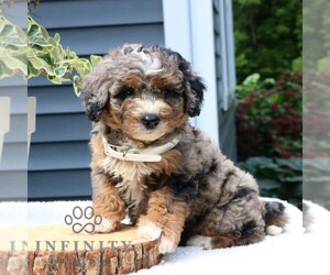 Bernedoodle (Miniature) Puppy for sale in NEW HOLLAND, PA, USA