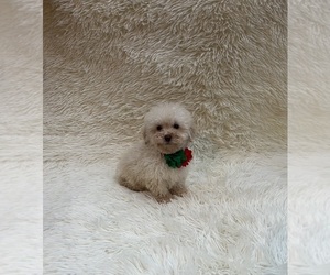 Poodle (Toy) Puppy for sale in JEFFERSONVILLE, IN, USA