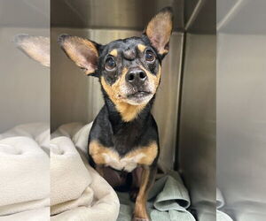 Chipin Dogs for adoption in Clarkesville, GA, USA