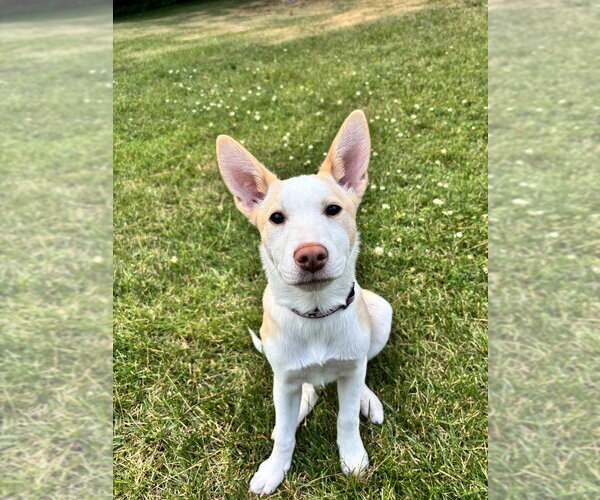 Medium Photo #7 Basenji-Labrador Retriever Mix Puppy For Sale in Brewster, NY, USA