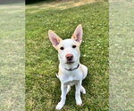 Small #6 Basenji-Labrador Retriever Mix