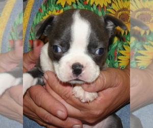 Boston Terrier Puppy for sale in CRKD RVR RNCH, OR, USA