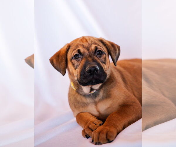 Medium Photo #5 Colonial Cocker Spaniel-Labrador Retriever Mix Puppy For Sale in St. Louis Park, MN, USA