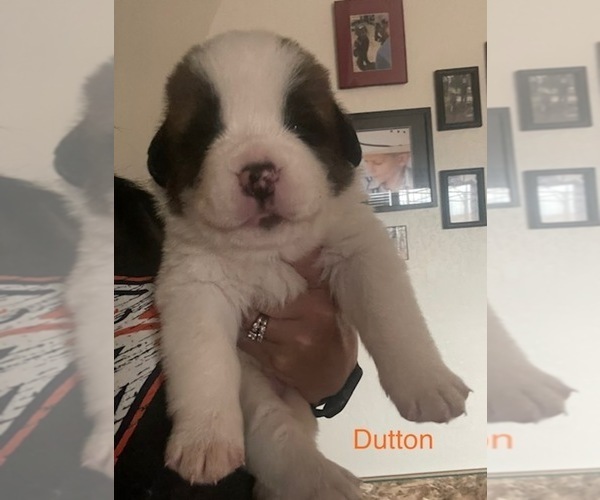Medium Photo #1 Saint Bernard Puppy For Sale in BENNETT, CO, USA