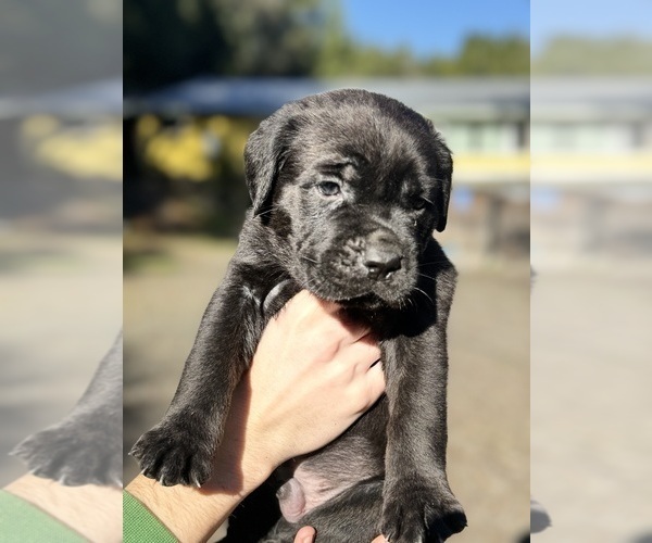 Medium Photo #12 Cane Corso Puppy For Sale in SEBASTOPOL, CA, USA