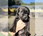Small Photo #12 Cane Corso Puppy For Sale in SEBASTOPOL, CA, USA