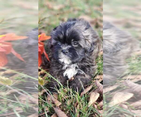 Medium Photo #6 Shih Tzu Puppy For Sale in MOUNTAIN GROVE, MO, USA