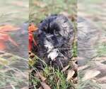 Small Photo #6 Shih Tzu Puppy For Sale in MOUNTAIN GROVE, MO, USA