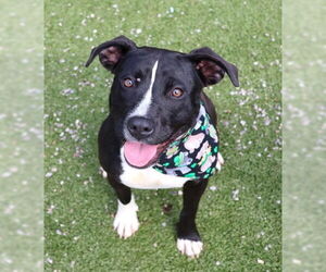 American Pit Bull Terrier-Unknown Mix Dogs for adoption in Rockaway, NJ, USA