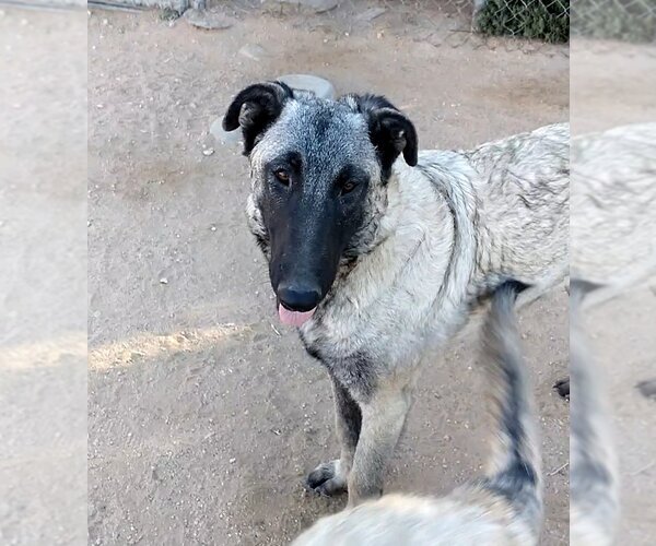 Medium Photo #1 German Shepherd Dog-Unknown Mix Puppy For Sale in Apple Valley, CA, USA