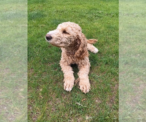 Medium Photo #3 Goldendoodle Puppy For Sale in MONTELLO, WI, USA