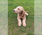 Small #2 Goldendoodle
