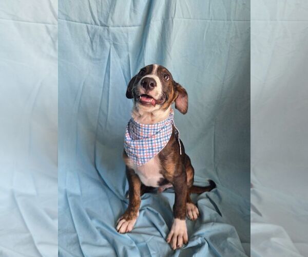 Medium Photo #1 Dachshund-Unknown Mix Puppy For Sale in NYC, NY, USA