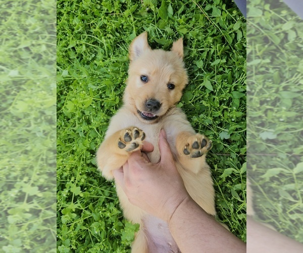 Medium Photo #3 Golden Retriever Puppy For Sale in SALISBURY, NC, USA