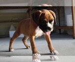 Small #3 Boxer