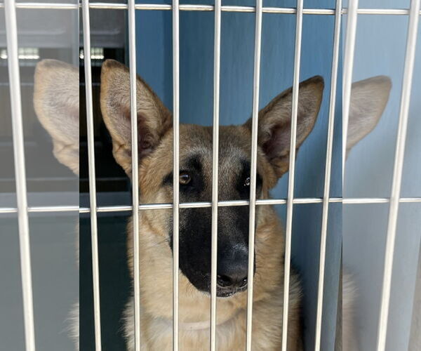 Medium Photo #3 German Shepherd Dog Puppy For Sale in Pasadena, CA, USA