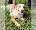Small Photo #2 Australian Shepherd Puppy For Sale in GALAX, VA, USA