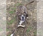 Small Photo #3 Staffordshire Bull Terrier-Unknown Mix Puppy For Sale in Anniston, AL, USA