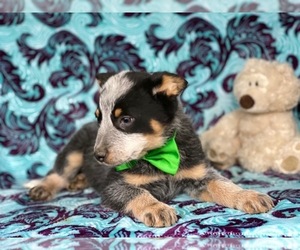 Australian Cattle Dog Puppy for sale in LANCASTER, PA, USA