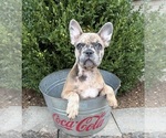 Dixie - Female French Bulldog Puppy for Sale - Small photo