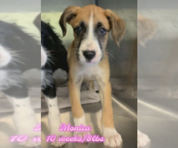 Medium Photo #1 Mutt Puppy For Sale in Woodbury, NY, USA