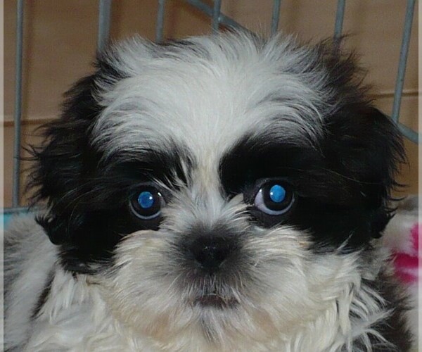 Medium Photo #2 Shih Tzu Puppy For Sale in ORO VALLEY, AZ, USA