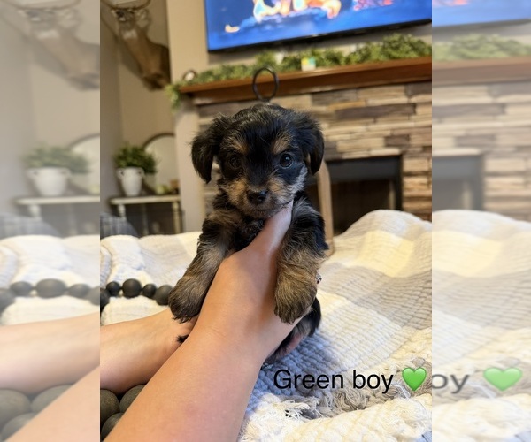 Medium Photo #6 Yorkipoo Puppy For Sale in FOREST CITY, NC, USA