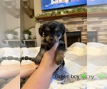 Small #5 Yorkipoo