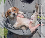 Small #4 Pug Mix