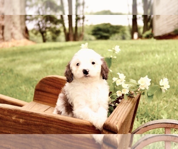 Medium Photo #5 Cavapoo Puppy For Sale in WEST SALEM, OH, USA