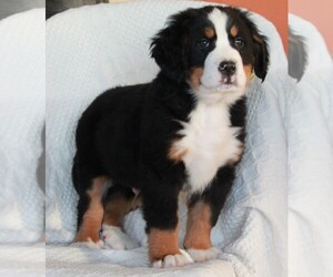 Medium Bernese Mountain Dog