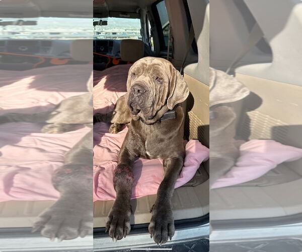 Medium Photo #4 Neapolitan Mastiff Puppy For Sale in Ellisville, MO, USA