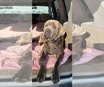 Small #3 Neapolitan Mastiff