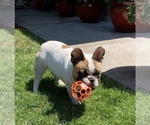 Small Photo #2 French Bulldog Puppy For Sale in HILLSBORO, OR, USA