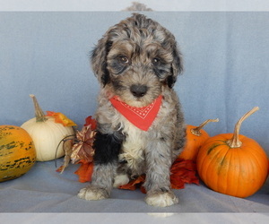 Sheepadoodle Puppy for sale in MILLERSBURG, OH, USA