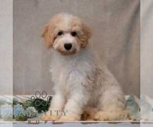 Poochon Puppy for sale in MIFFLINBURG, PA, USA