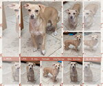 Small #1 Chihuahua Mix