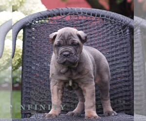 Cane Corso Puppy for sale in LANCASTER, PA, USA