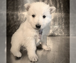 Small Photo #30 German Shepherd Dog Puppy For Sale in WASHINGTON, NJ, USA