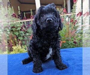Aussiedoodle Miniature  Puppy for sale in PLACERVILLE, CA, USA